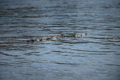 Fala kulminacyjna w Krakowie: Wisła przy pięknej pogodzie zalewa bulwary - zdjęcie 11