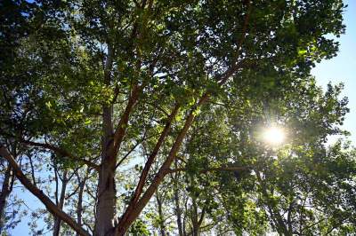 „Drzewa pamięci”: pierwsza w Krakowie ekologiczna kwatera cmentarna - zdjęcie 7