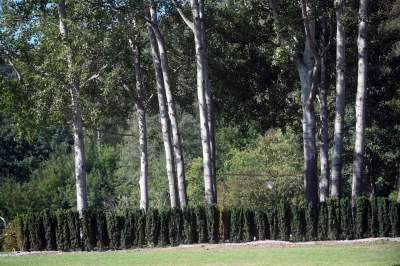 „Drzewa pamięci”: pierwsza w Krakowie ekologiczna kwatera cmentarna - zdjęcie 3