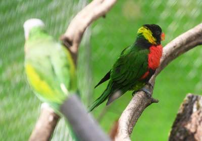 Oto nowa ptaszarnia w krakowskim ZOO, czy ptaki mogą tu czuć się szczęśliwe? - zdjęcie 6
