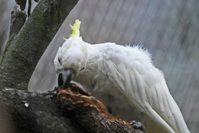 Oto nowa ptaszarnia w krakowskim ZOO, czy ptaki mogą tu czuć się szczęśliwe? - zdjęcie 19