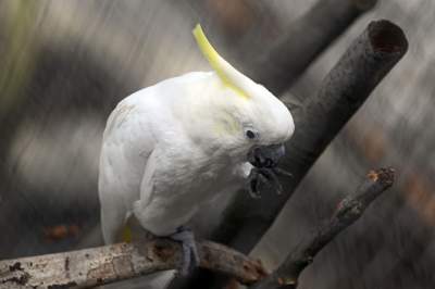 Oto nowa ptaszarnia w krakowskim ZOO, czy ptaki mogą tu czuć się szczęśliwe? - zdjęcie 7