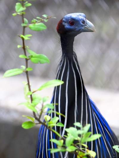 Oto nowa ptaszarnia w krakowskim ZOO, czy ptaki mogą tu czuć się szczęśliwe? - zdjęcie 22