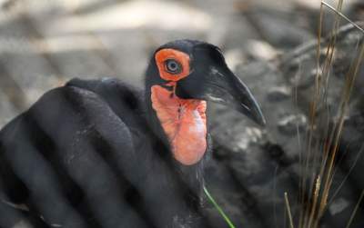 Oto nowa ptaszarnia w krakowskim ZOO, czy ptaki mogą tu czuć się szczęśliwe? - zdjęcie 9