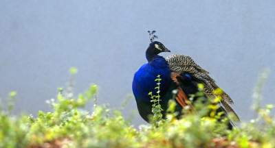 Oto nowa ptaszarnia w krakowskim ZOO, czy ptaki mogą tu czuć się szczęśliwe? - zdjęcie 25