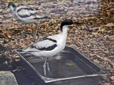 Oto nowa ptaszarnia w krakowskim ZOO, czy ptaki mogą tu czuć się szczęśliwe? - zdjęcie 32