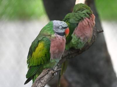 Oto nowa ptaszarnia w krakowskim ZOO, czy ptaki mogą tu czuć się szczęśliwe? - zdjęcie 18