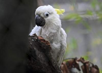 Oto nowa ptaszarnia w krakowskim ZOO, czy ptaki mogą tu czuć się szczęśliwe? - zdjęcie 21