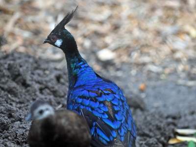 Oto nowa ptaszarnia w krakowskim ZOO, czy ptaki mogą tu czuć się szczęśliwe? - zdjęcie 23