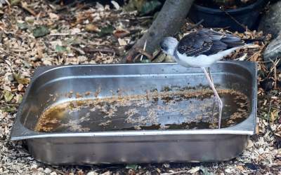 Oto nowa ptaszarnia w krakowskim ZOO, czy ptaki mogą tu czuć się szczęśliwe? - zdjęcie 31