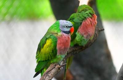 Oto nowa ptaszarnia w krakowskim ZOO, czy ptaki mogą tu czuć się szczęśliwe? - zdjęcie 16