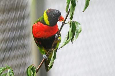 Oto nowa ptaszarnia w krakowskim ZOO, czy ptaki mogą tu czuć się szczęśliwe? - zdjęcie 20