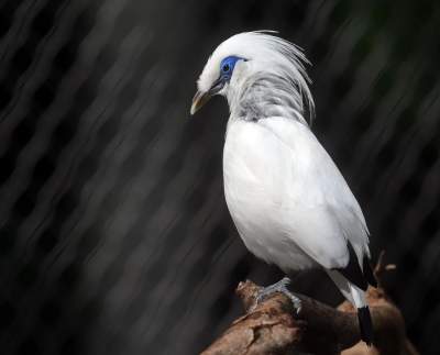 Oto nowa ptaszarnia w krakowskim ZOO, czy ptaki mogą tu czuć się szczęśliwe? - zdjęcie 8