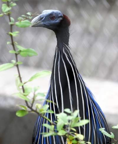 Oto nowa ptaszarnia w krakowskim ZOO, czy ptaki mogą tu czuć się szczęśliwe? - zdjęcie 24