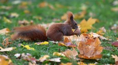 Krakowskie cmentarze: zabytkowe, nowoczesne, zaskakujące - zdjęcie 12