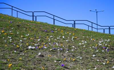 W Krakowie najładniejsze krokusy są na górce w parku Krowoderskim - zdjęcie 20