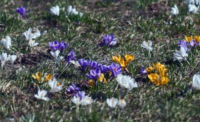 W Krakowie najładniejsze krokusy są na górce w parku Krowoderskim - zdjęcie 3