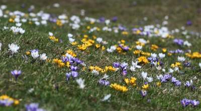 W Krakowie najładniejsze krokusy są na górce w parku Krowoderskim - zdjęcie 5