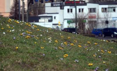 W Krakowie najładniejsze krokusy są na górce w parku Krowoderskim - zdjęcie 14