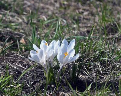 W Krakowie najładniejsze krokusy są na górce w parku Krowoderskim - zdjęcie 18