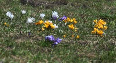 W Krakowie najładniejsze krokusy są na górce w parku Krowoderskim - zdjęcie 8