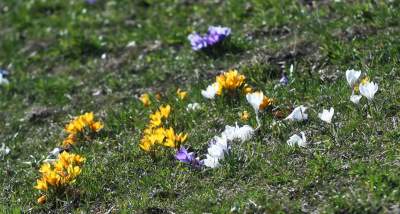 W Krakowie najładniejsze krokusy są na górce w parku Krowoderskim - zdjęcie 17