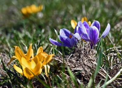W Krakowie najładniejsze krokusy są na górce w parku Krowoderskim - zdjęcie 1