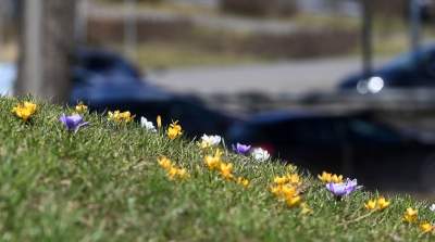 W Krakowie najładniejsze krokusy są na górce w parku Krowoderskim - zdjęcie 4