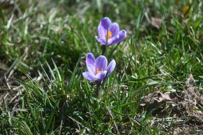 W Krakowie najładniejsze krokusy są na górce w parku Krowoderskim - zdjęcie 11