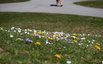 W Krakowie najładniejsze krokusy są na górce w parku Krowoderskim - zdjęcie 9