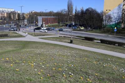 W Krakowie najładniejsze krokusy są na górce w parku Krowoderskim - zdjęcie 21