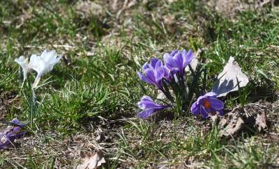 W Krakowie najładniejsze krokusy są na górce w parku Krowoderskim - zdjęcie 7