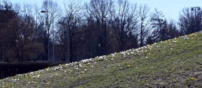 W Krakowie najładniejsze krokusy są na górce w parku Krowoderskim - zdjęcie 2