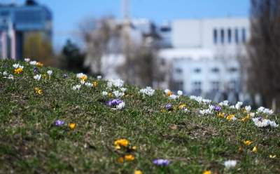 W Krakowie najładniejsze krokusy są na górce w parku Krowoderskim - zdjęcie 19
