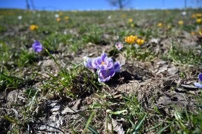 W Krakowie najładniejsze krokusy są na górce w parku Krowoderskim - zdjęcie 23