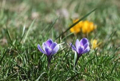 W Krakowie najładniejsze krokusy są na górce w parku Krowoderskim - zdjęcie 12