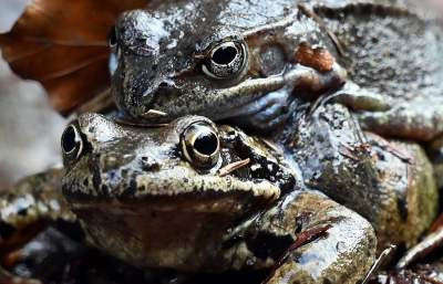 Wiosna w Gorcach, płazy szaleją... - zdjęcie 9