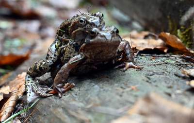 Wiosna w Gorcach, płazy szaleją... - zdjęcie 4