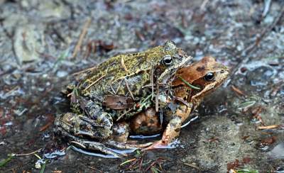 Wiosna w Gorcach, płazy szaleją... - zdjęcie 11