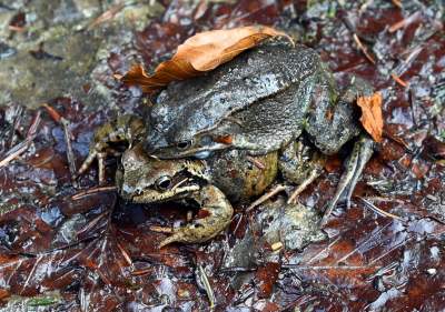 Wiosna w Gorcach, płazy szaleją... - zdjęcie 8