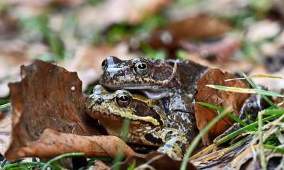 Wiosna w Gorcach, płazy szaleją... - zdjęcie 1