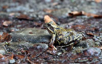 Wiosna w Gorcach, płazy szaleją... - zdjęcie 5