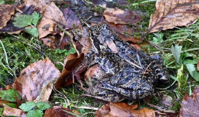 Wiosna w Gorcach, płazy szaleją... - zdjęcie 2
