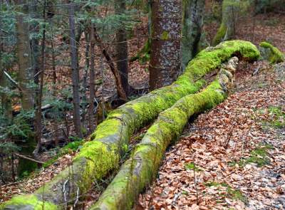 Wiosna w Gorcach, płazy szaleją... - zdjęcie 14