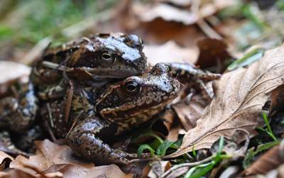 Wiosna w Gorcach, płazy szaleją... - zdjęcie 12