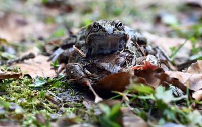 Wiosna w Gorcach, płazy szaleją... - zdjęcie 6