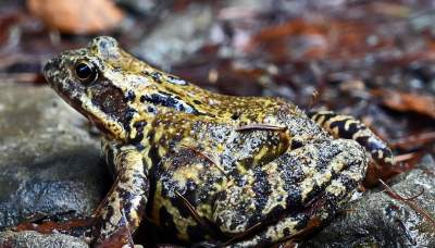 Wiosna w Gorcach, płazy szaleją... - zdjęcie 7