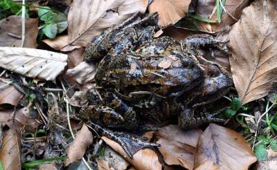 Wiosna w Gorcach, płazy szaleją... - zdjęcie 13