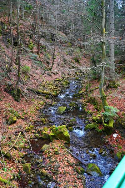 Wiosna w Gorcach, płazy szaleją... - zdjęcie 15