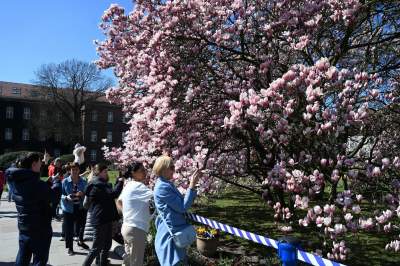 Wiosenne szaleństwo na Wawelu, kwitnie słynna magnolia i nie tylko... - zdjęcie 18